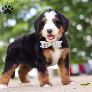 Bad bad Leroy Brown, Mini Bernedoodle Puppy